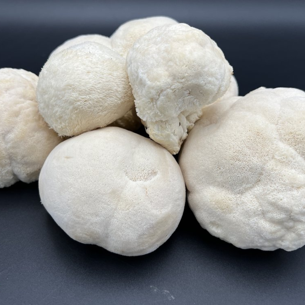 Lion's Mane Mushroom Extract