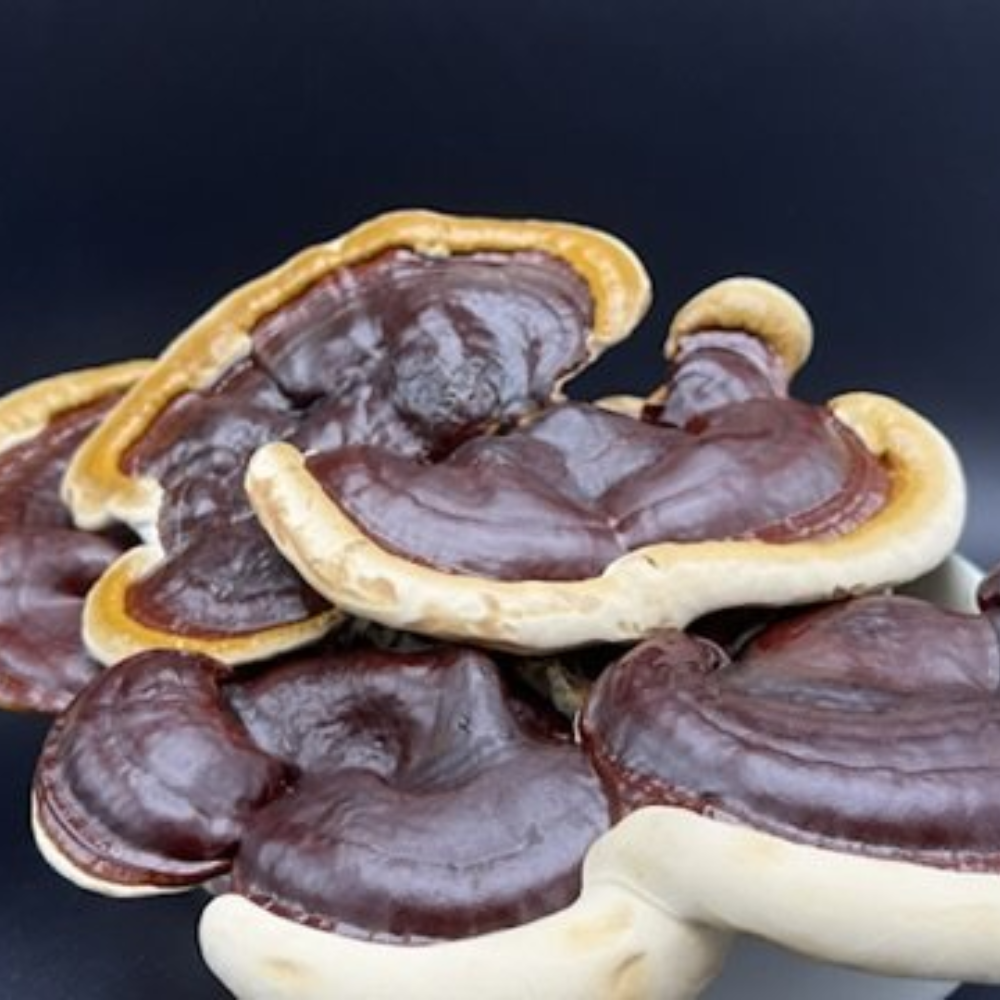 Reishi Mushroom Extract